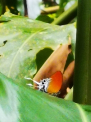 Eooxylides tharis distanti