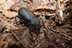 Iphthiminus serratus