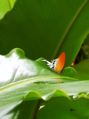 Eooxylides tharis distanti