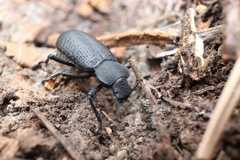 Iphthiminus serratus