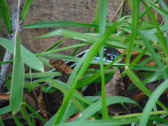 Thamnophis proximus proximus