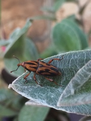 Metamasius hemipterus