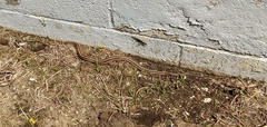 Thamnophis sirtalis