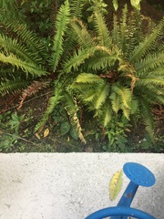 Polystichum munitum