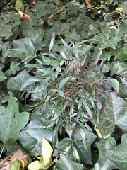 Cucumber mosaic virus