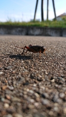 Teleogryllus emma