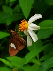 Notocrypta paralysos varians