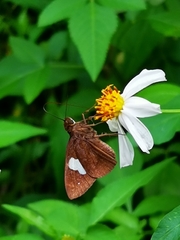 Notocrypta paralysos varians