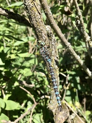Aeshna canadensis
