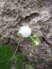Eupatoriastrum corvi