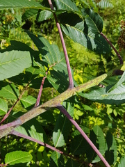 Rhus × borealis