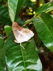 Eulaceura osteria
