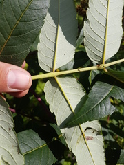 Rhus × borealis