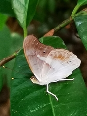 Eulaceura osteria