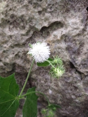 Eupatoriastrum corvi
