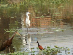 Egretta thula