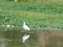 Egretta thula