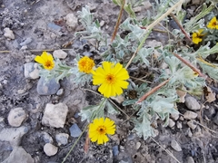 Thymophylla micropoides