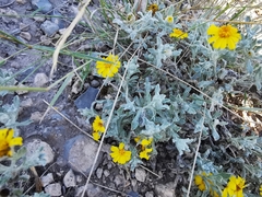 Thymophylla micropoides