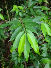 Licaria parvifolia