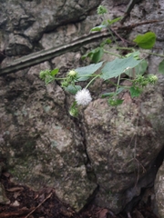 Eupatoriastrum corvi