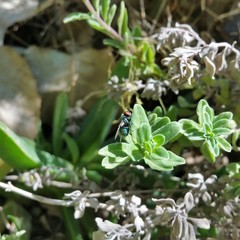 Origanum majorana