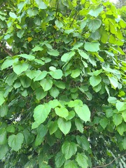 Thespesia grandiflora
