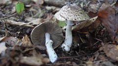 Agaricus brunneolus
