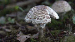 Agaricus brunneolus