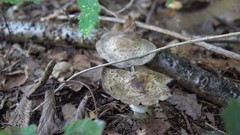 Agaricus brunneolus