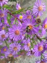 Bombus impatiens