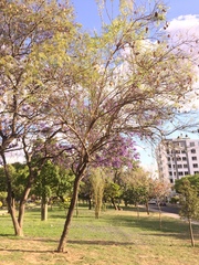 Jacaranda mimosifolia