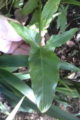 Arum hygrophilum