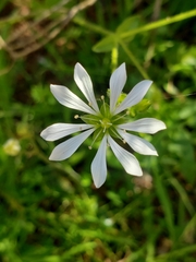Stellaria chilensis