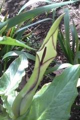 Arum hygrophilum