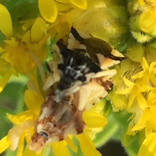 Jagged ambush bug