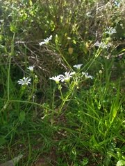 Stellaria chilensis