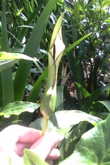 Arum hygrophilum