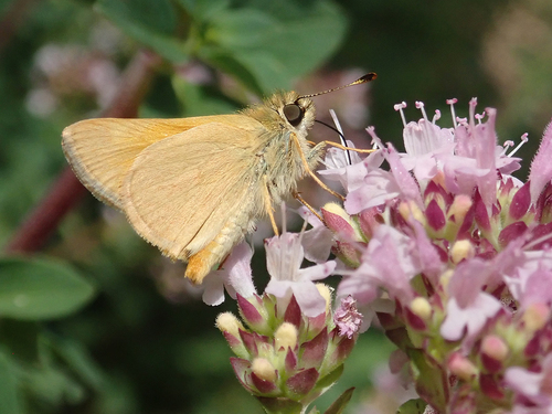 Woodland Skipper, photo 6 of 10