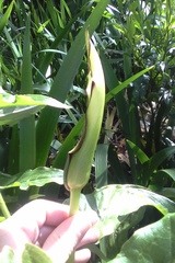 Arum hygrophilum