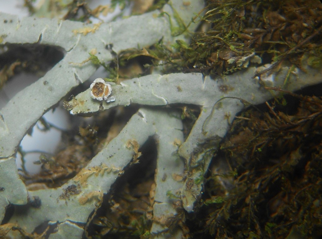 Anzia leucobatoides