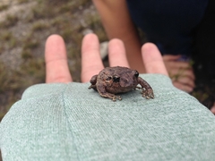 Pristimantis bogotensis