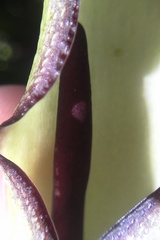 Arum hygrophilum