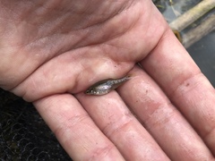 Cnesterodon decemmaculatus