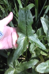 Arum hygrophilum