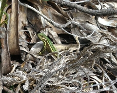 Stenocercus trachycephalus