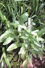 Arum hygrophilum