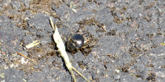 Onthophagus nuchicornis