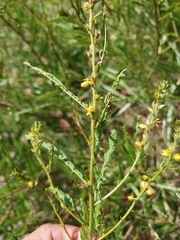Chamaecrista nictitans aspera