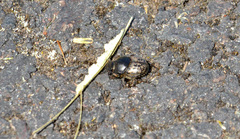 Onthophagus nuchicornis